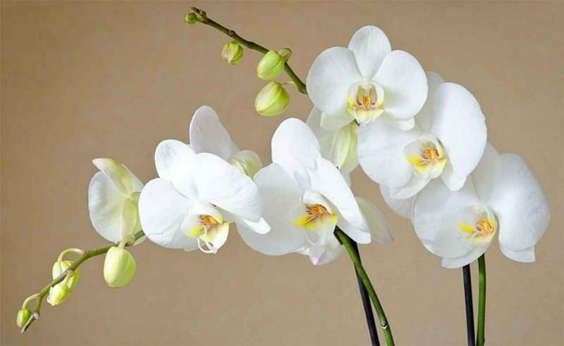kako skrbeti za orhideje