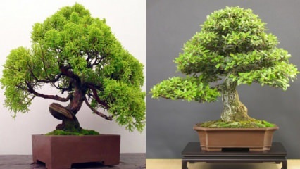 Kako gojiti bonsajsko drevo? Kako skrbeti za drevo bonsaj Značilnosti drevesa bonsaj 