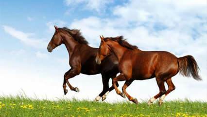 Kaj pomeni videti konja v sanjah? Pomen jahanja konja v sanjah po Diyanetu