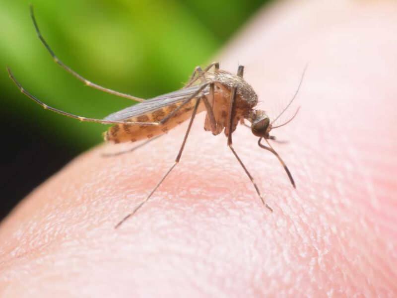 Kako narediti naravni odbojnik proti komarjem doma? Naravni recepti za odganjanje muh