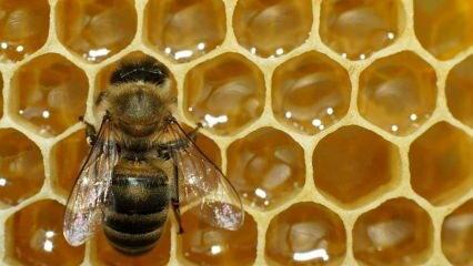 Kje se uporablja čebelji strup? Kakšne so prednosti čebeljega strupa? Za katere bolezni je čebelji strup dober?