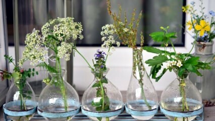 Kaj je treba storiti, da cvetovi vaze ne zbledijo?