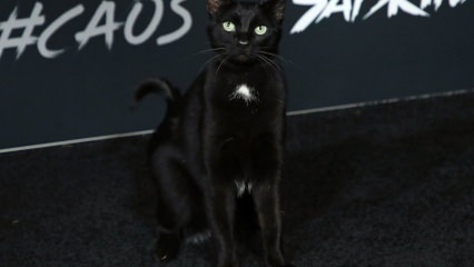 Črna mačka na hollywoodski premieri ...