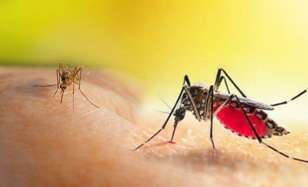 Kakšni so simptomi pika komarja Aedes? Kako se izogniti ugrizu komarja Aedes?