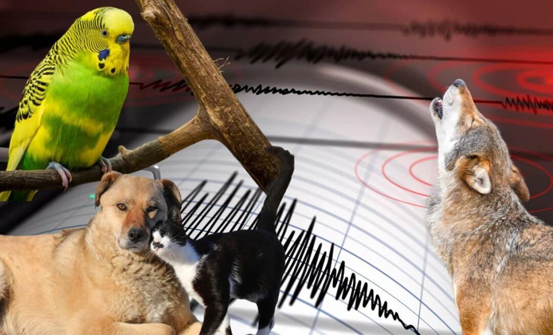 Ali živali vnaprej začutijo potrese? Potres in nenormalno vedenje živali...