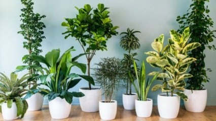 8 rastlin, ki jih je enostavno vzdrževati