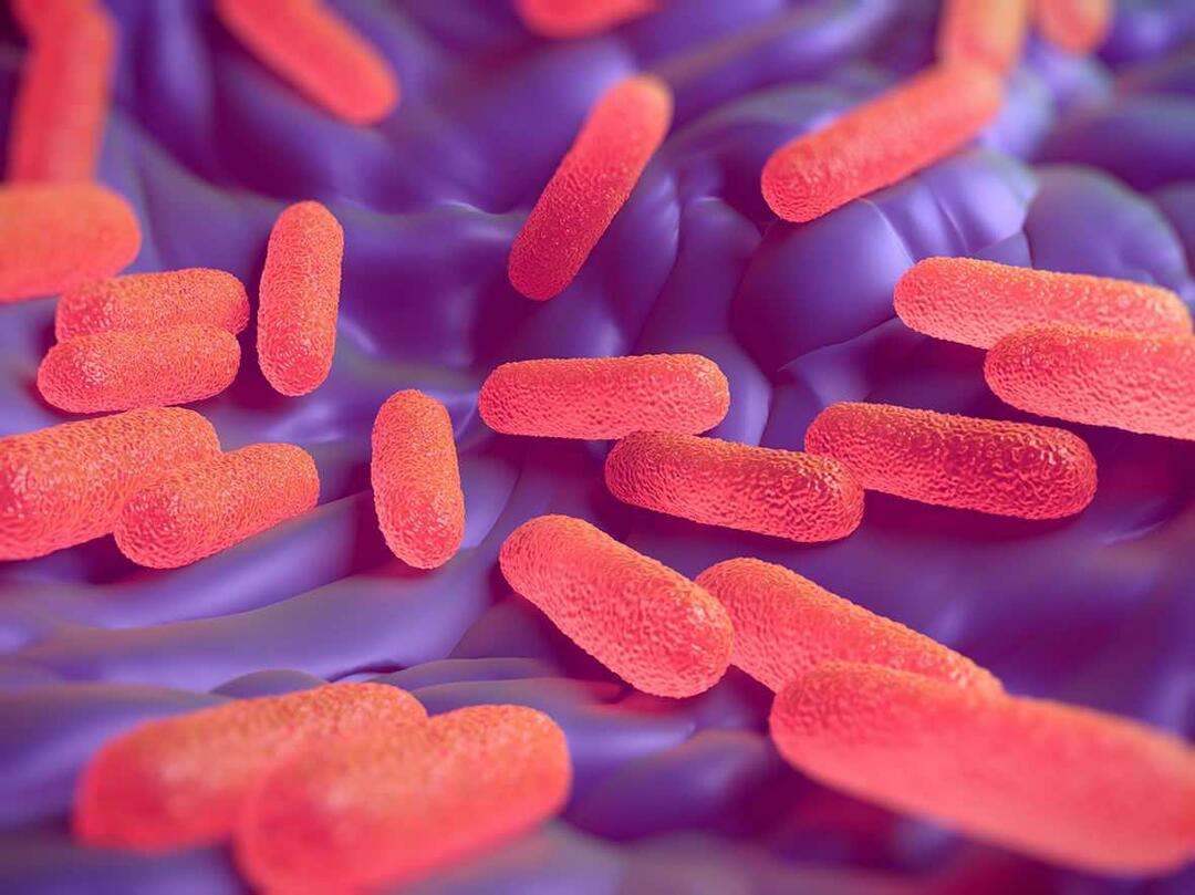 Kaj je bakterija Salmonella? Kakšni so simptomi salmonele?