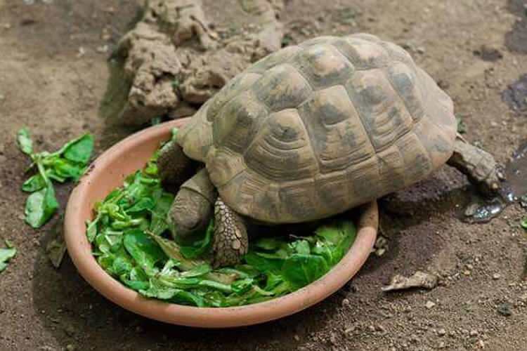 Kaj želva jedo in kako se prehranjuje? Katera so živila, ki jih želva ljubi?