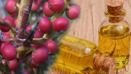 Kakšne so prednosti sadja Çitlembik (Menengiç)? Kaj počne olje citlemoba?