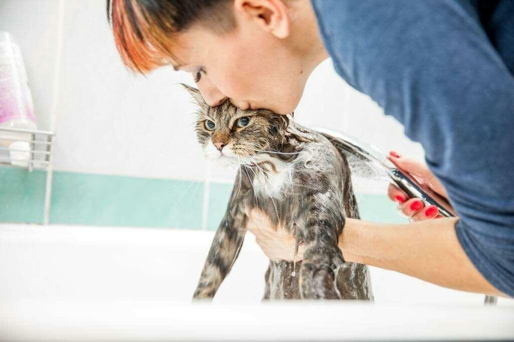 Metode umivanja mačk