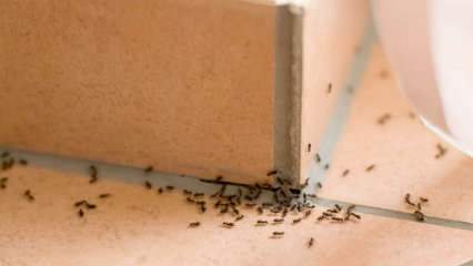 Učinkovita metoda odstranjevanja mravelj doma! Kako je mogoče uničiti mravlje, ne da bi jih ubili? 