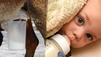 Katero mleko je najbližje materinemu mleku? Kaj dajemo otroku pri pomanjkanju materinega mleka?