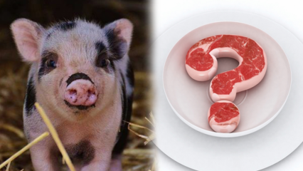 Ali je svinjina prepovedana, zakaj je svinjina prepovedana? Pozornost svinjskih blagovnih znamk!