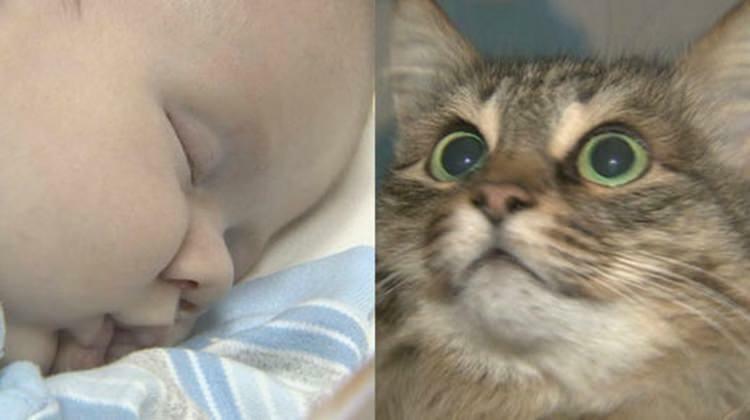 Potepuška mačka je otroku rešila življenje!