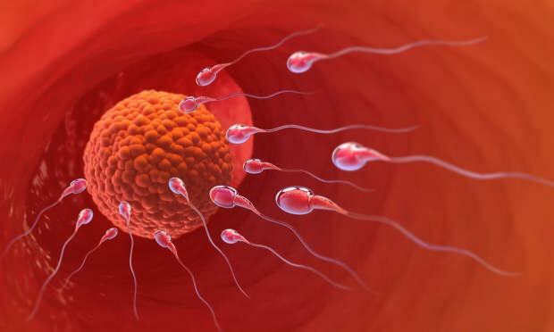 Kako se izračuna obdobje plodnosti? Koledar dnevov ovulacije