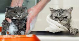 Ali se mačke umivajo? Kako umiti mačke? Ali je škodljivo kopati mačke?