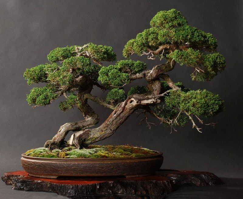 Kako gojiti bonsajsko drevo? Kako skrbeti za drevo bonsaj Značilnosti drevesa bonsaj
