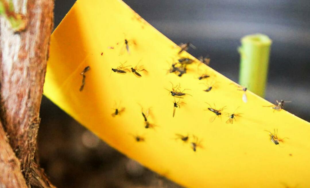 Dokončna rešitev za mrčes doma! Kako preprečiti, da bi majhne muhe letele doma?