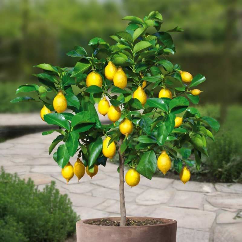 Kako gojiti limone v loncih doma? Nasveti za gojenje in vzdrževanje limone