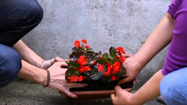 Kako posaditi cvet v cvetlično posodo? Kako obrezati cvet?