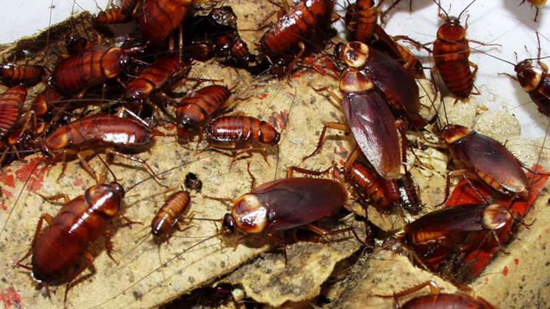 Kako zdraviti ščurke doma | Kako uničiti ščurke?