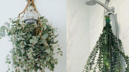 Kako obesiti evkaliptus pod tušem? Načini uporabe evkaliptusa v dekoraciji kopalnice!