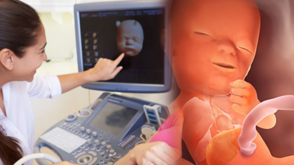 Kateri organ se najprej razvije pri dojenčkih? Otroški razvoj iz tedna v teden