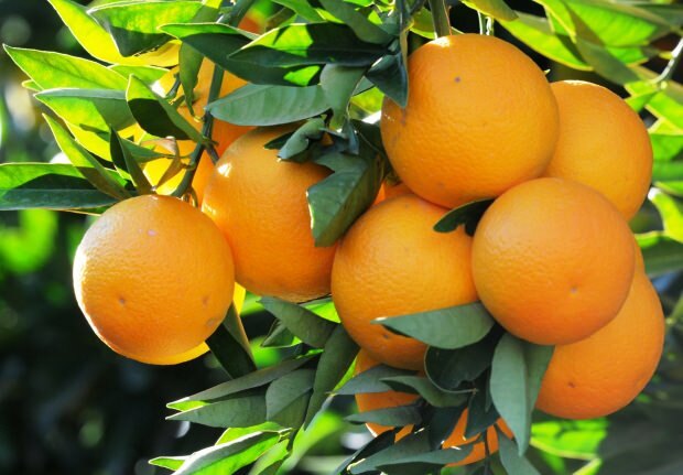 Prednosti oranžne