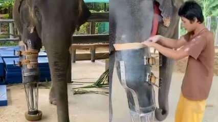 Protetične noge za slone so se zatresle mlade družbene mreže! 