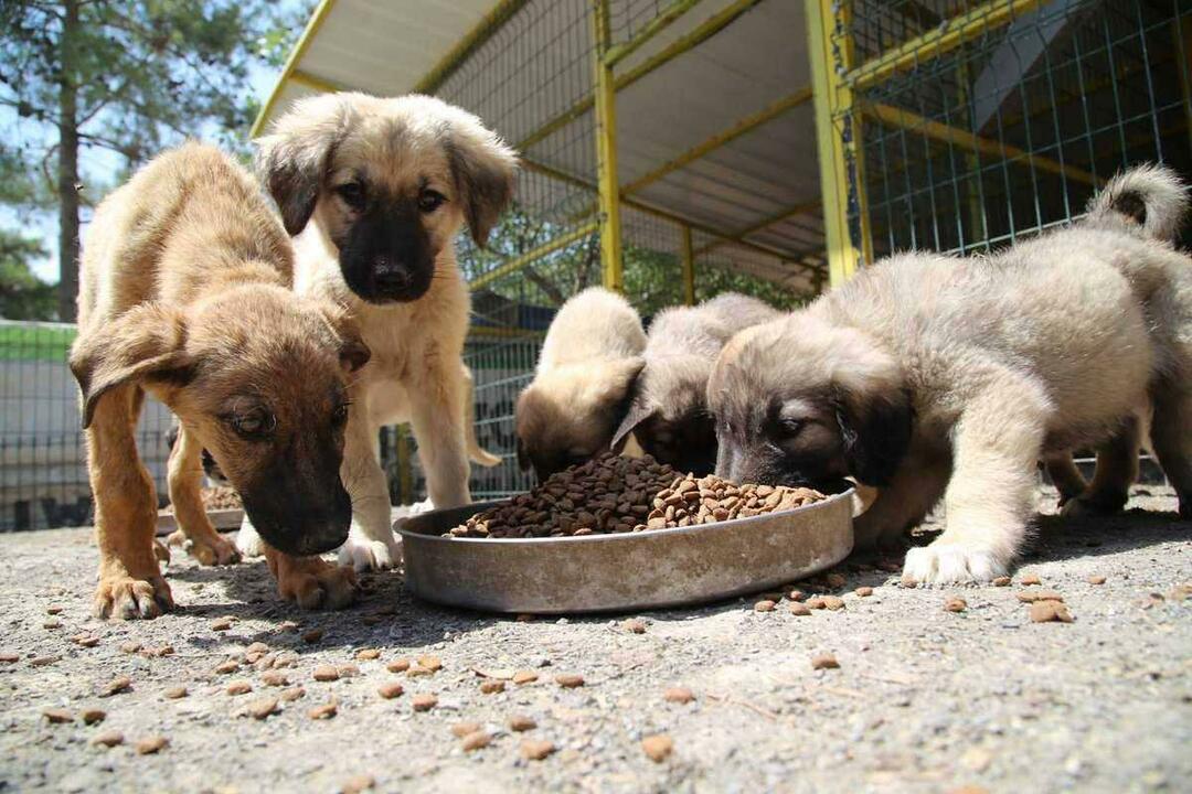 hranjenje psov
