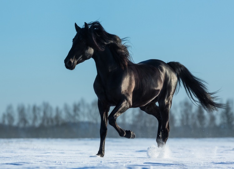 Kako reči konj v sanjah? Kakšen smisel je videti konja v sanjah?