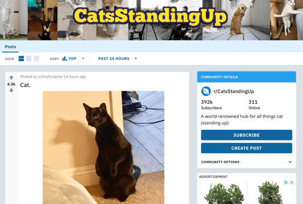 Kako tržiti svoje podjetje na Redditu, primer objave iz podredita r / CatsStandingUp