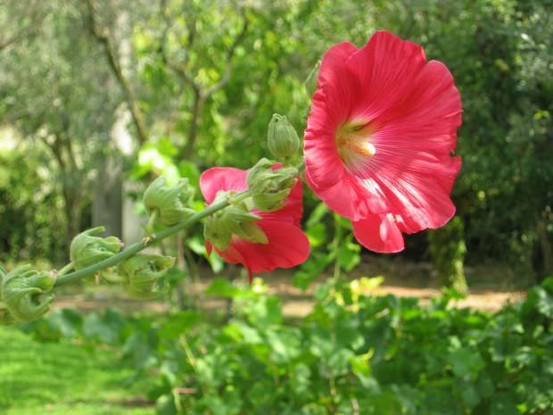 Kakšne so prednosti rože močvirskega roza