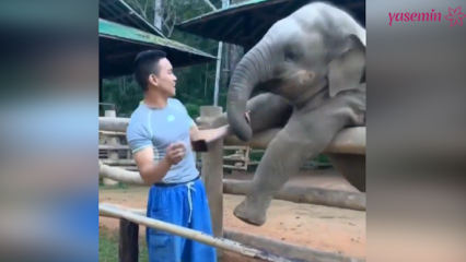 Tisti trenutki med slonom in njegovim čuvajem!