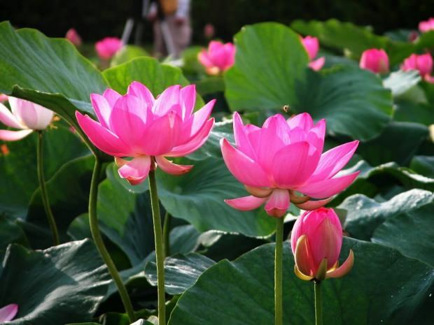 Kakšne so prednosti lotosovega cveta? Kaj naredi cvetlični čaj lotosa?