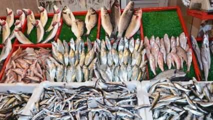 Kako očistiti torične ribe? Nasveti za čiščenje toričnih rib