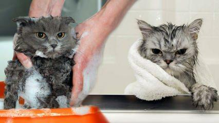 Ali se mačke umivajo? Kako umiti mačke? Ali je škodljivo kopati mačke?