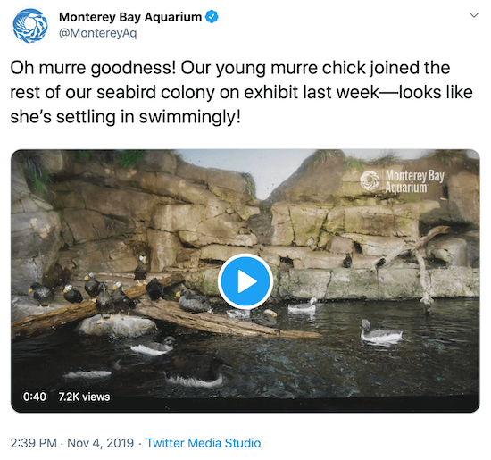 tweet iz akvarija Monterey Bay kot primer glasu blagovne znamke v družabnih omrežjih