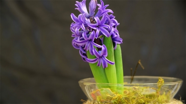 Kako razmnožiti cvetove hijacinte