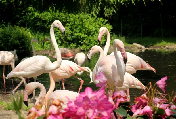 Kaj storiti v Flamingoköyu?