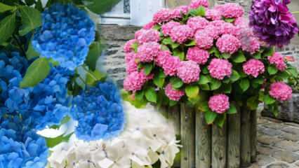 Kako skrbeti za cvet hortenzije doma? Metode razmnoževanja hortenzije 
