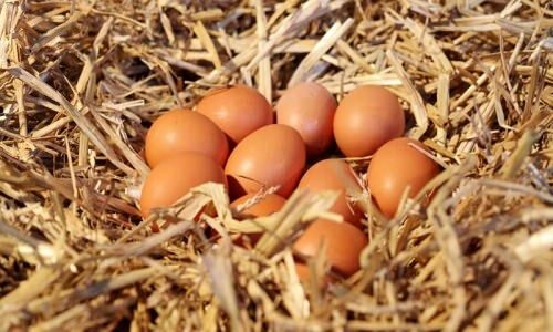 Kako razumeti organska jajca?