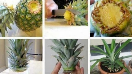 Kako gojiti ananas doma?
