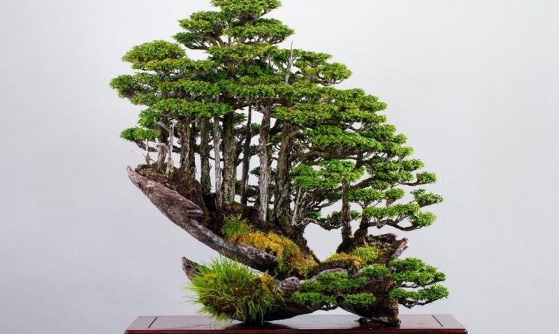 značilnosti bonsajskega drevesa