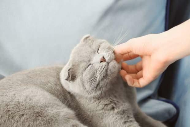 Kako mačke izkazujejo svojo ljubezen