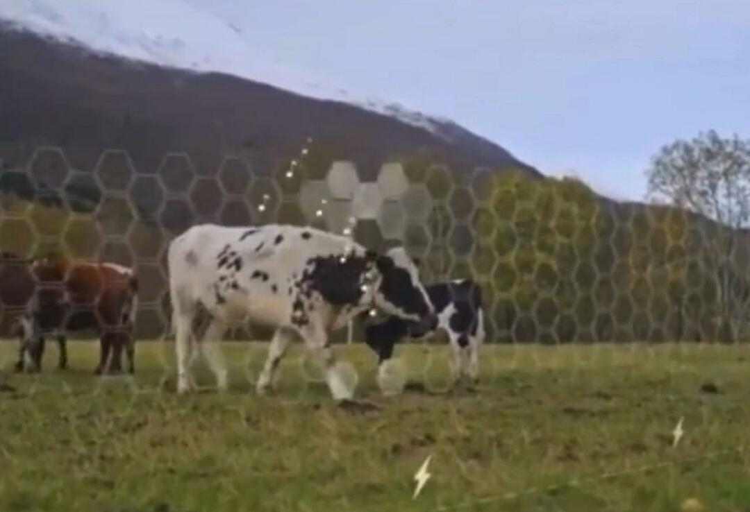 Virtual Fence so začeli testirati na živalih
