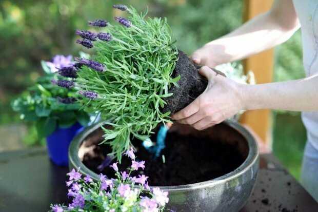 Kako skrbeti za cvetove sivke, razmnoževanje in gojenje doma