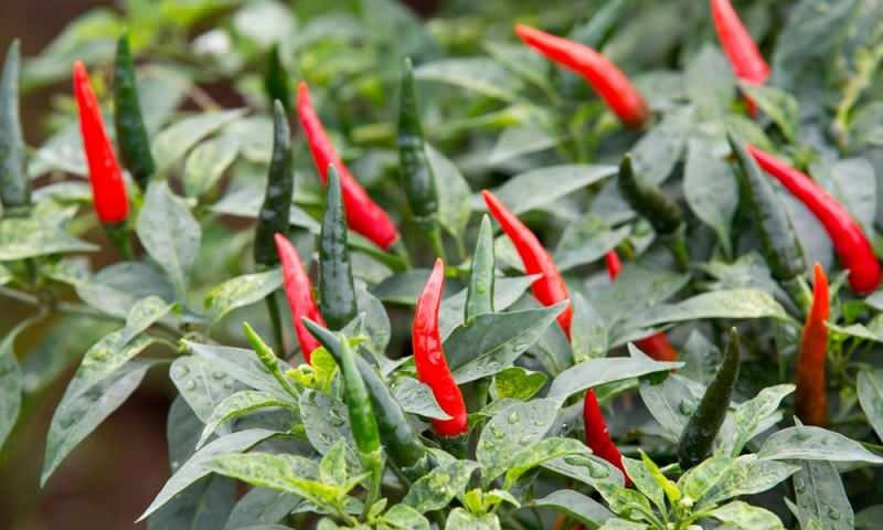 Kako gojiti zeleno papriko v loncih? Kakšni so triki gojenja paprik doma?