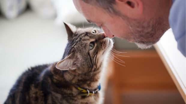 Kako mačke izkazujejo svojo ljubezen