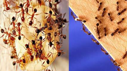 Kako uničiti mravlje v hiši? Kaj storiti, da se znebite mravelj, najučinkovitejša metoda